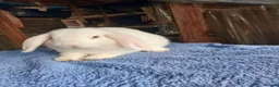 Mini Lop rabbits for sale: Beautiful boys 4 white 1 champagne  in Wirral - Advert 7