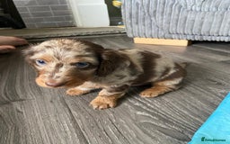 Dachshund dogs for sale: Long haired  - Image 18