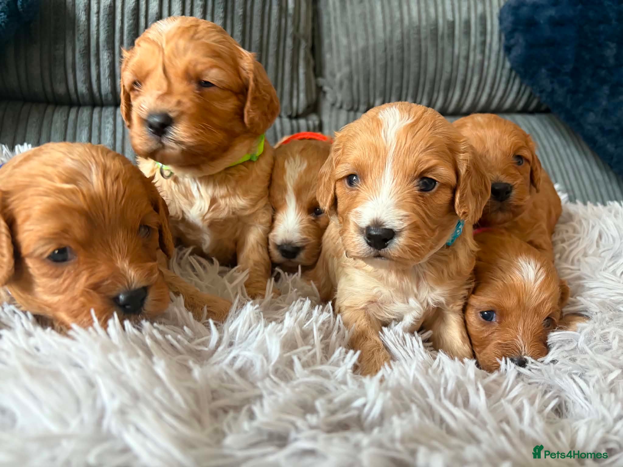 Cavapoo dogs F1 cavapoo puppies 🐶  - Advert 3