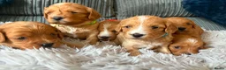 Cavapoo dogs for sale: F1 cavapoo puppies 🐶  - Advert 1