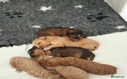 Cockapoo dogs for sale: 🐾 Gorgeous cockapoo puppies🐾 - Image 9