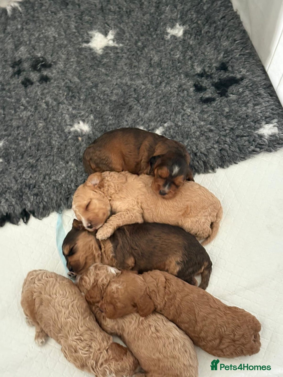 Cockapoo dogs for sale: 🐾 Gorgeous cockapoo puppies🐾 - Image 9