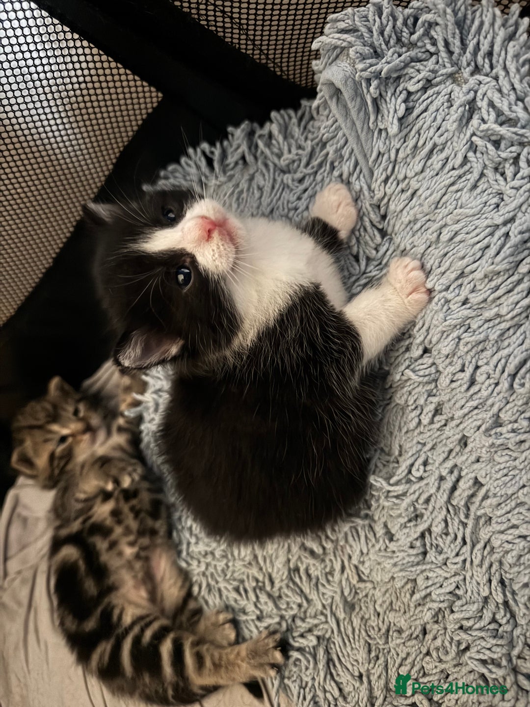 British Shorthair cats for sale: 2 boys one girl for sale  - Image 23