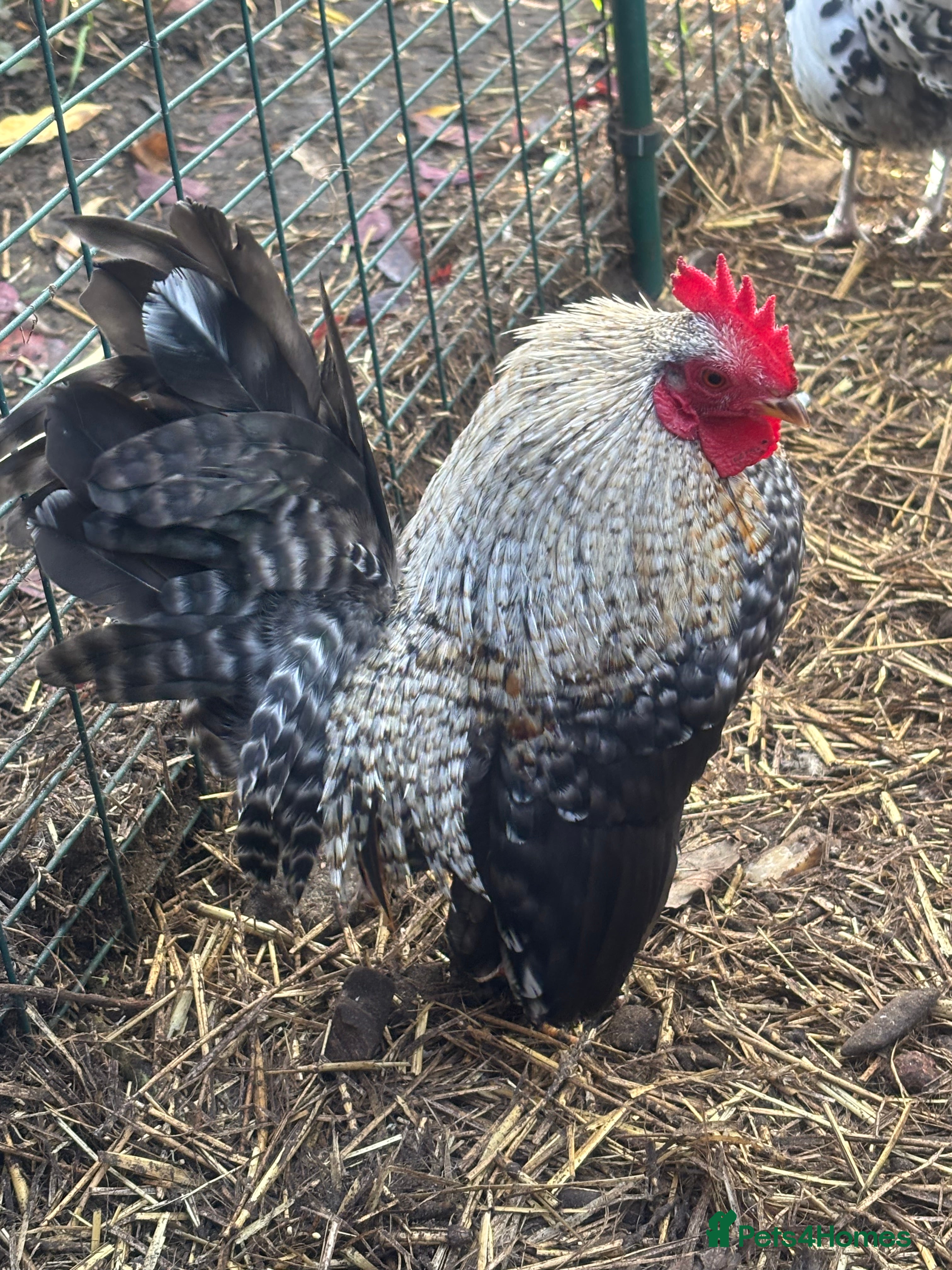 Chickens poultry Serama cockerels  - Advert 16