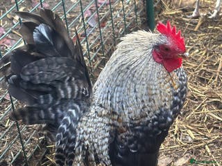 Chickens poultry Serama cockerels - Advert 16