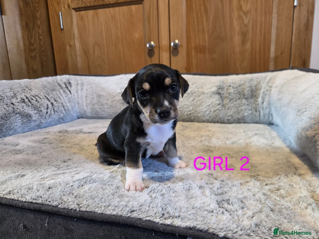 Jack Russell dogs for sale: Beautiful Black and Tan and Tri Jack Russell pups - Advert 7
