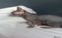 Sphynx cats for sale: Male kitten  - Image 4