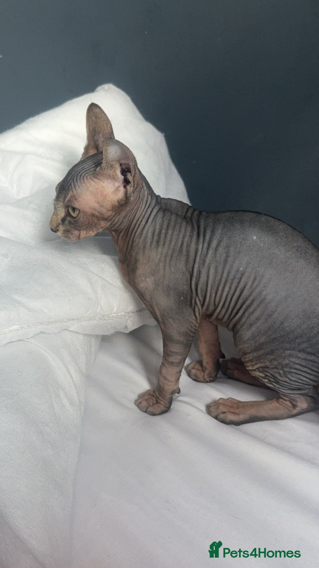 Sphynx cats for sale: Male kitten  - Image 4