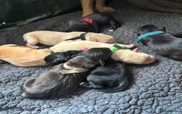 Mixed Breed dogs for sale: Mixed breed Labrador puppies  - Image 20