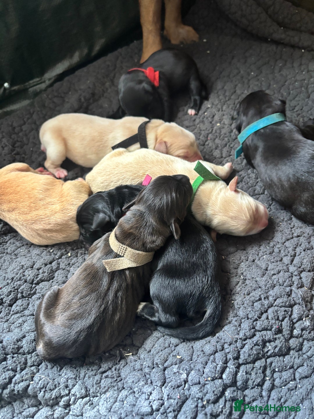 Mixed Breed dogs for sale: Mixed breed Labrador puppies  - Image 20