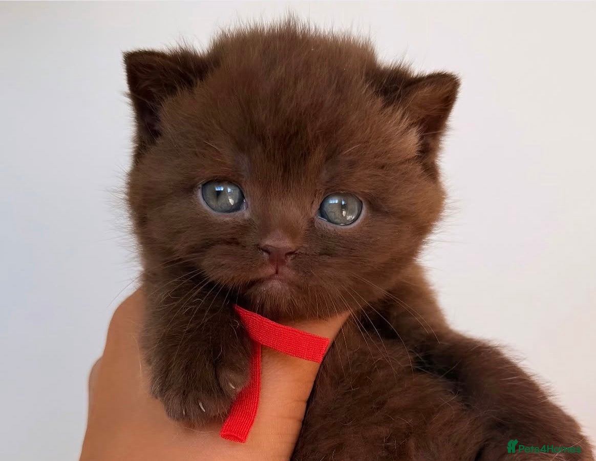 British Shorthair cats     British Shorthair Kittens Loving Pet Homes - Advert 3