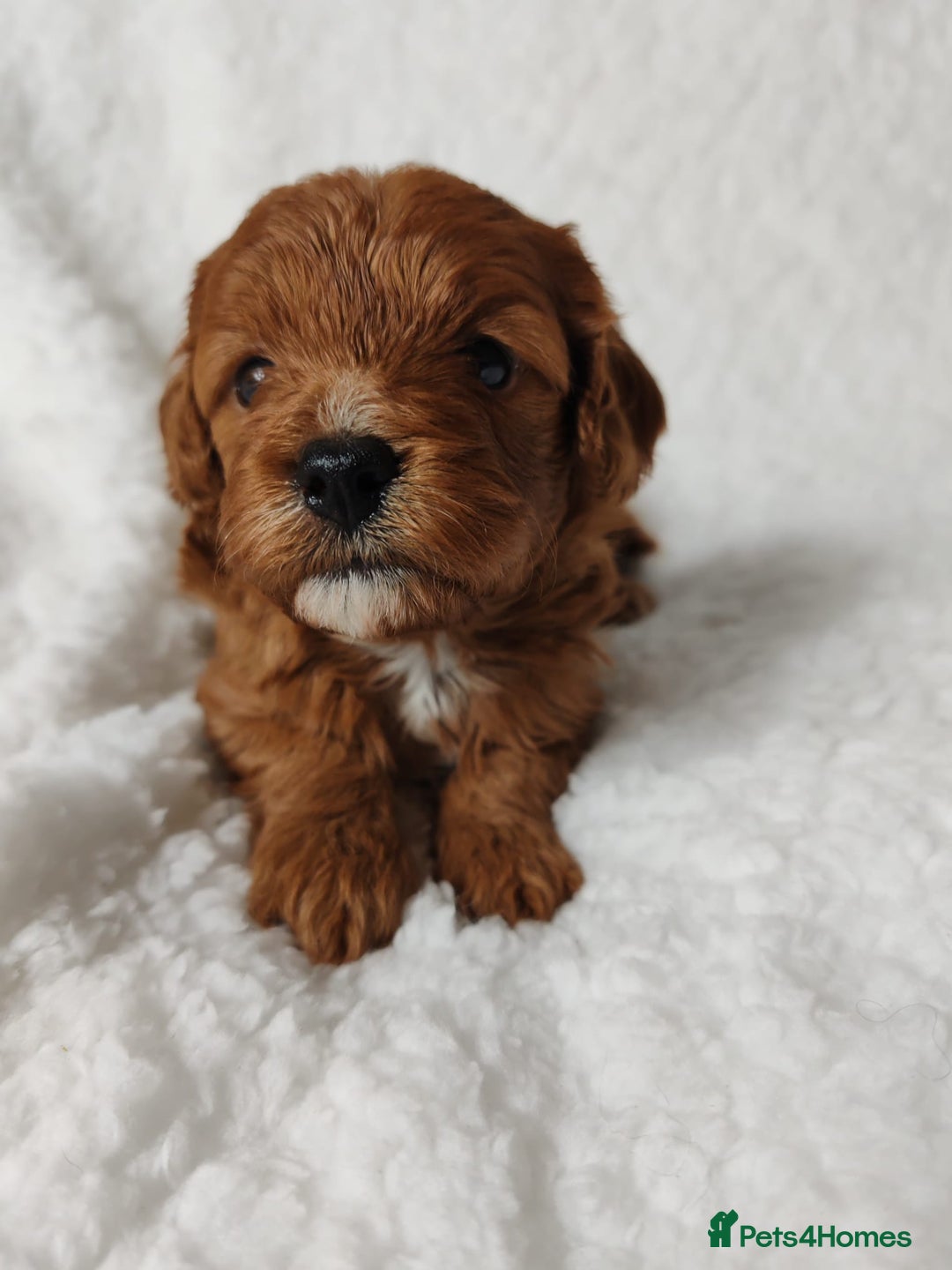 Cavapoo dogs for sale: F1 Cavapoo - Advert 2