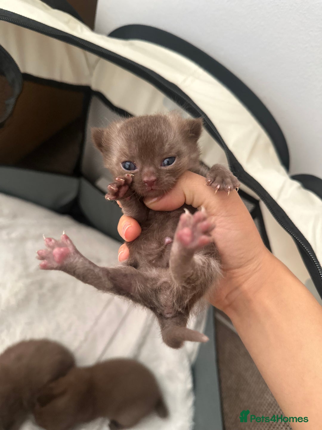 British Shorthair cats for sale: Chocolate brown British shorthair kittens  - Image 9