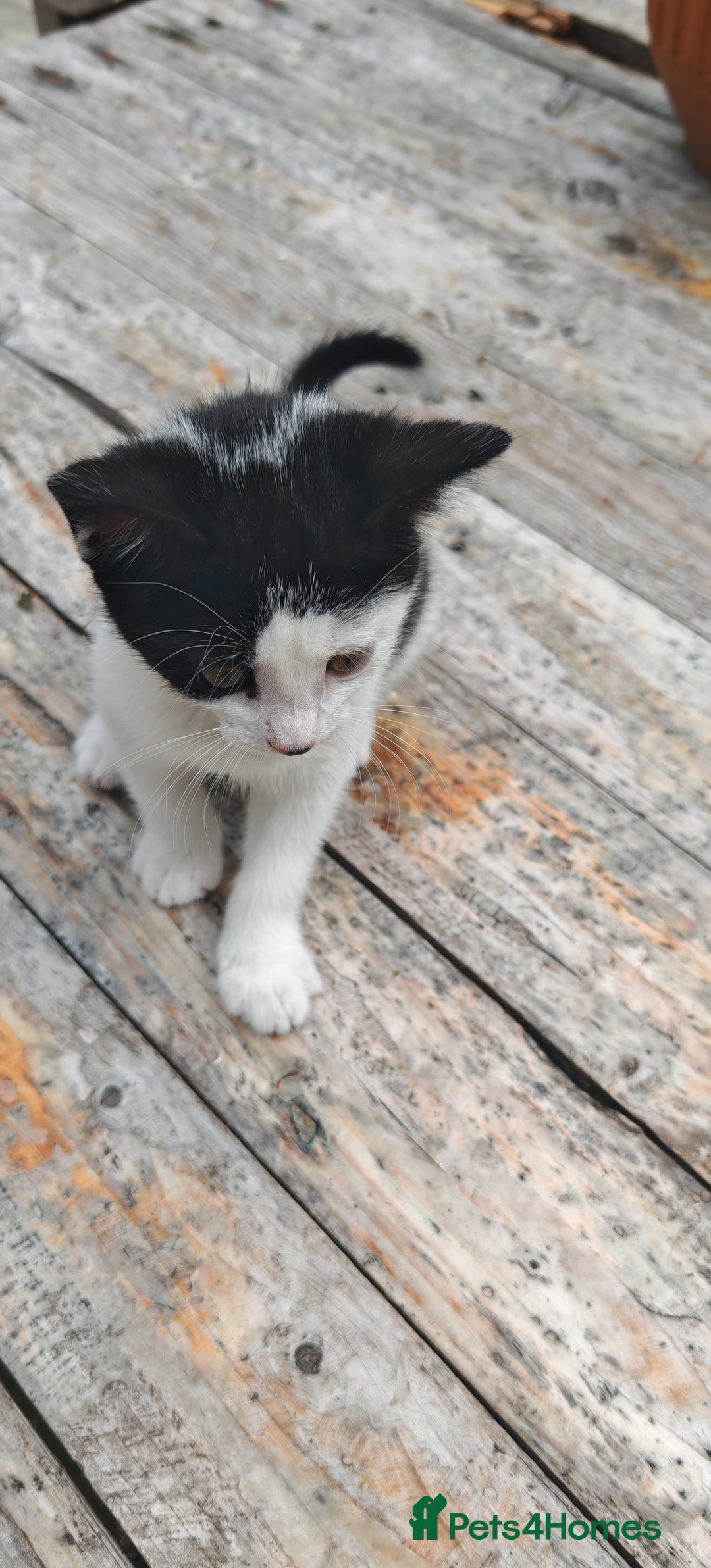 Domestic Shorthair cats for sale: Stunning Tuxedo shorthair kittens. - Image 9