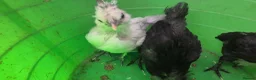 Chickens poultry for sale: 4 week old mixed Bantams  - Advert 7