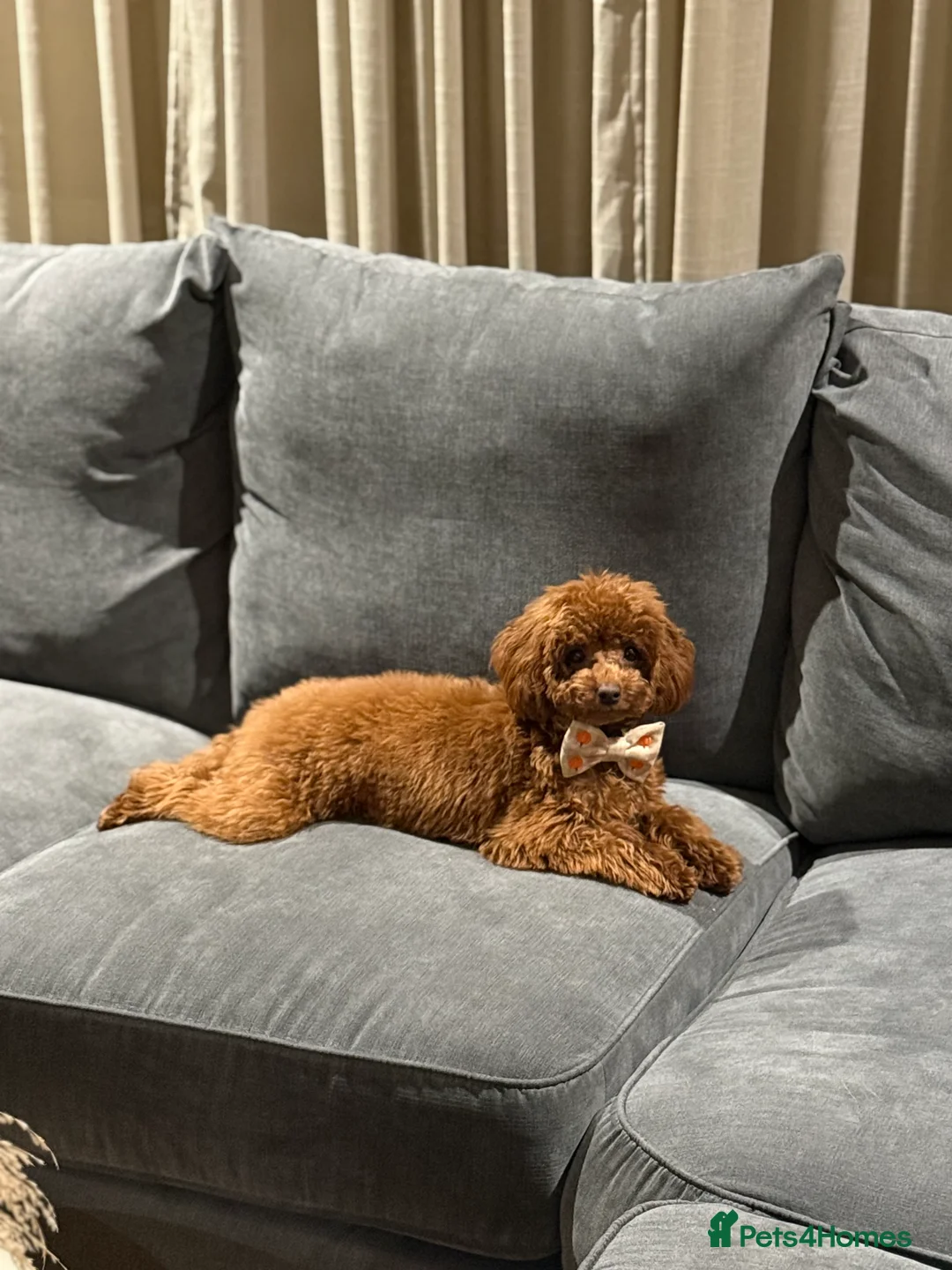 Toy Poodle dogs for sale: ❤️ Exceptional Asian Red Toy Poodle Puppies ❤️ - Advert 16