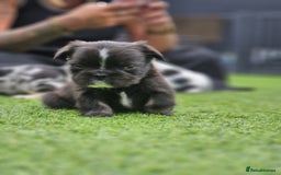 French Bulldog dogs for sale: FRENCHYS Kc from £2500 fluffy, Pink carriers - Image 16