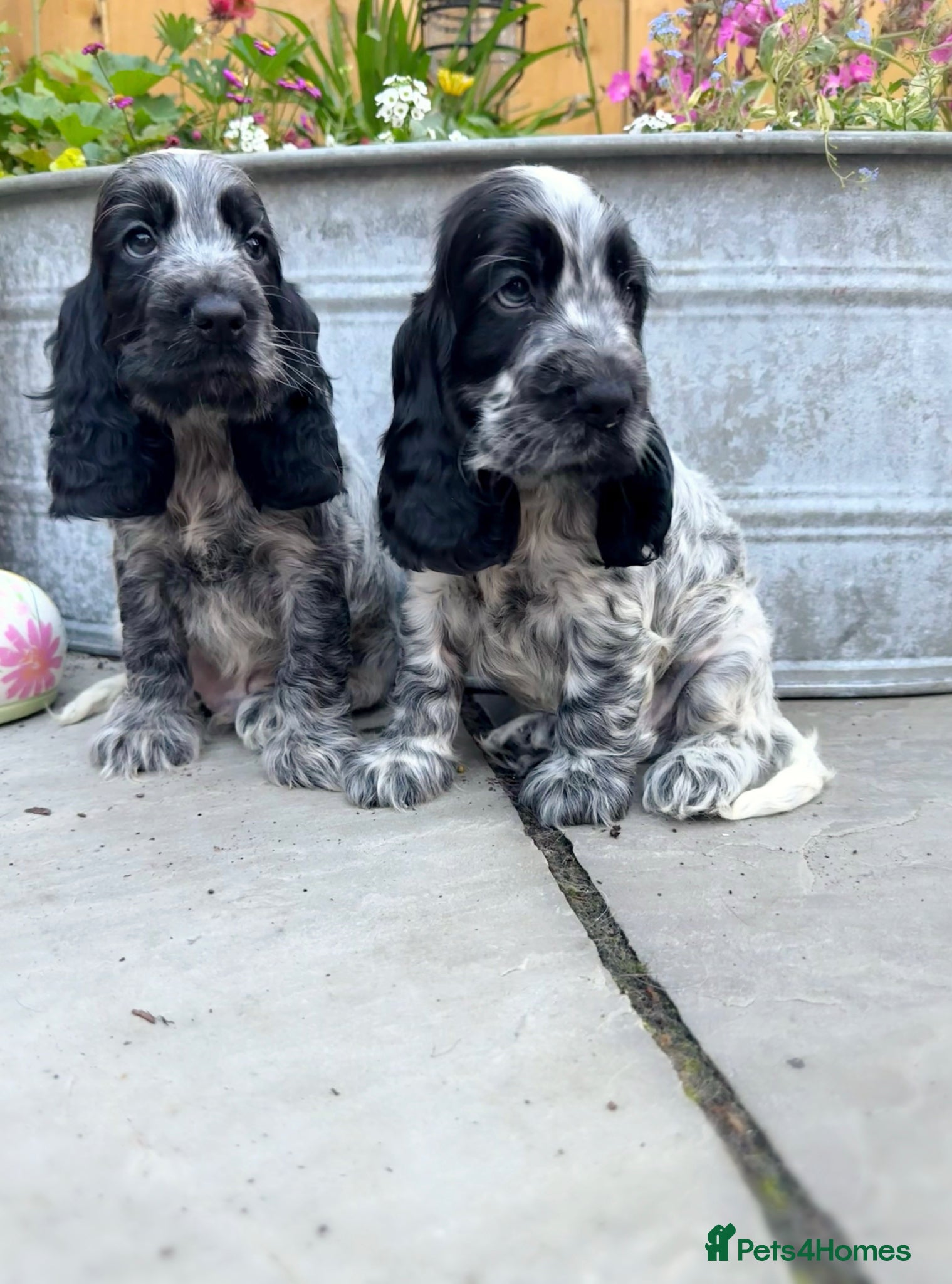 Cocker Spaniel dogs Top Quality KC Show Cocker Spaniel Puppies  - Advert 4