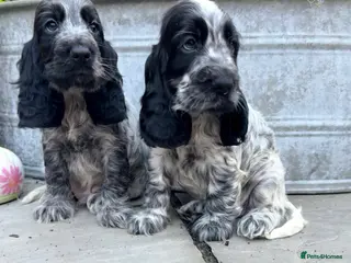 Cocker Spaniel dogs Top Quality KC Show Cocker Spaniel Puppies - Advert 4