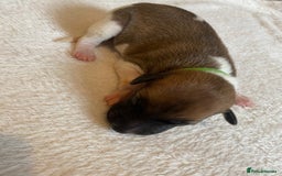 Whippet dogs for sale: 6 Stunning KC Pedigree Whippet Puppies - Image 14