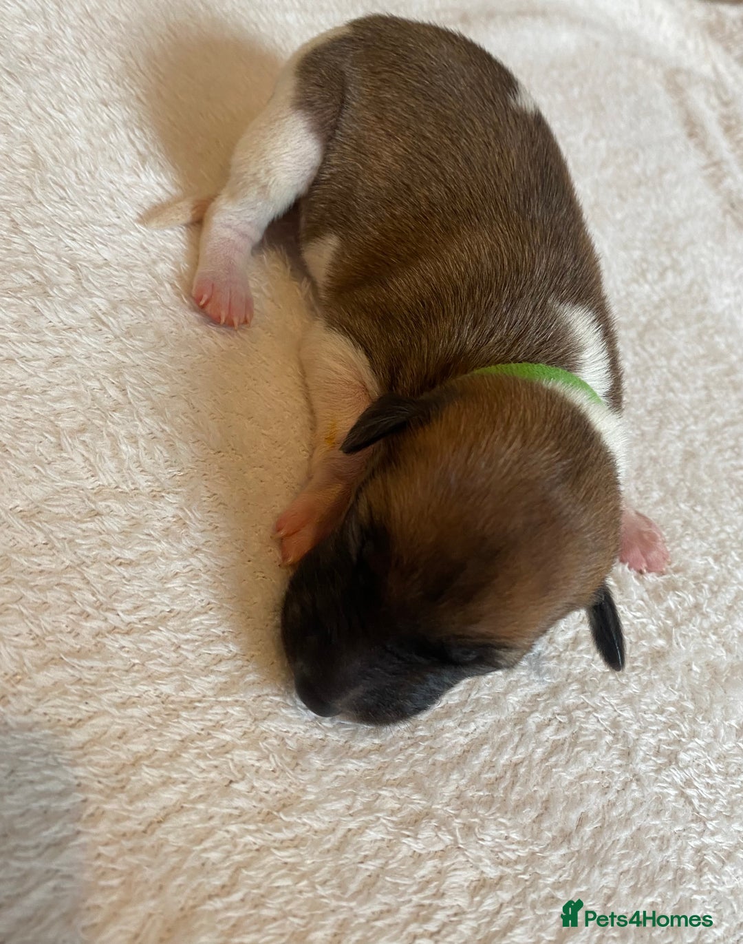Whippet dogs for sale: 6 Stunning KC Pedigree Whippet Puppies - Image 14