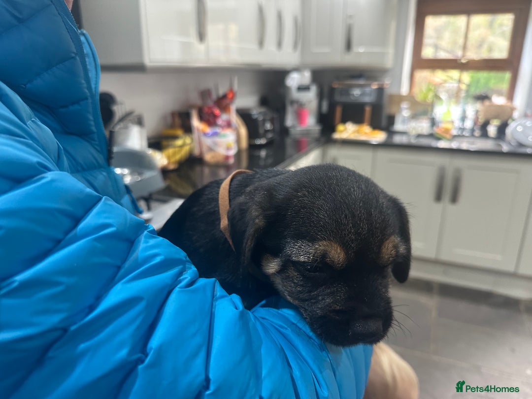 Border Terrier dogs for sale: Border Terrier Pups -Beautiful Pedigree  - Image 13