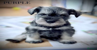 Miniature Schnauzer dogs - Advert 15