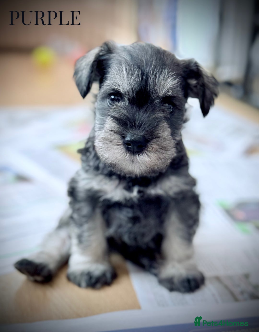 Miniature Schnauzer dogs for sale: ⭐️⭐️ KC REGISTERED PUPS ⭐️⭐️ - Image 3