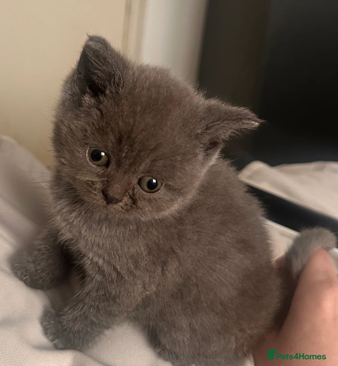 British Shorthair cats for sale: Adorable British Shorthair Kittens - Advert 14