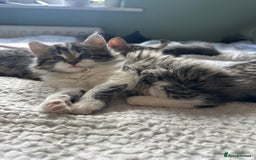 Mixed Breed cats for sale: A beautiful mix of kittens. - Image 5