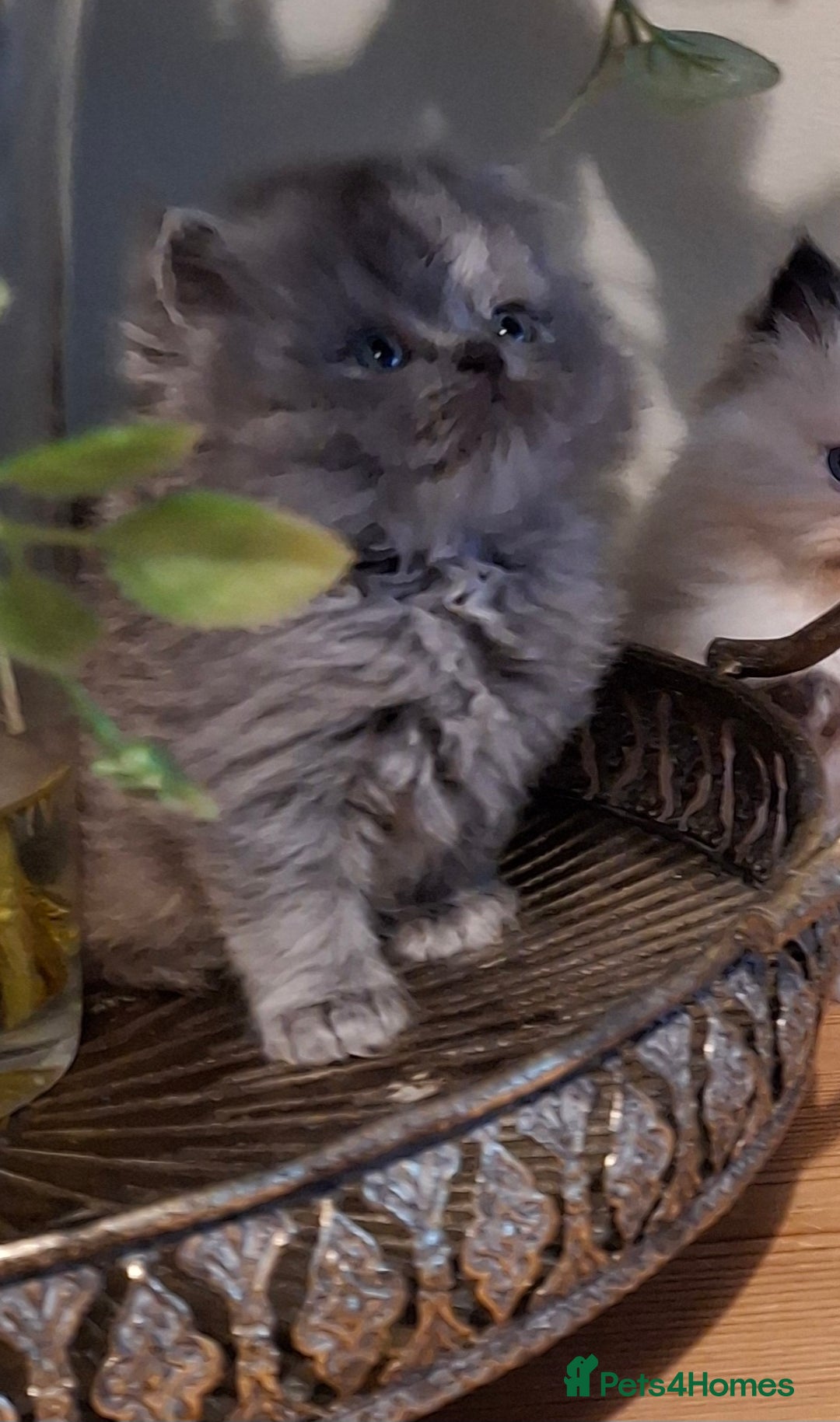 Persian cats for sale: Persian kittens ready now - Advert 9