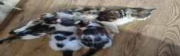 Mixed Breed cats for sale: 3 Kittens Ready to leave in Smethwick - Advert 8