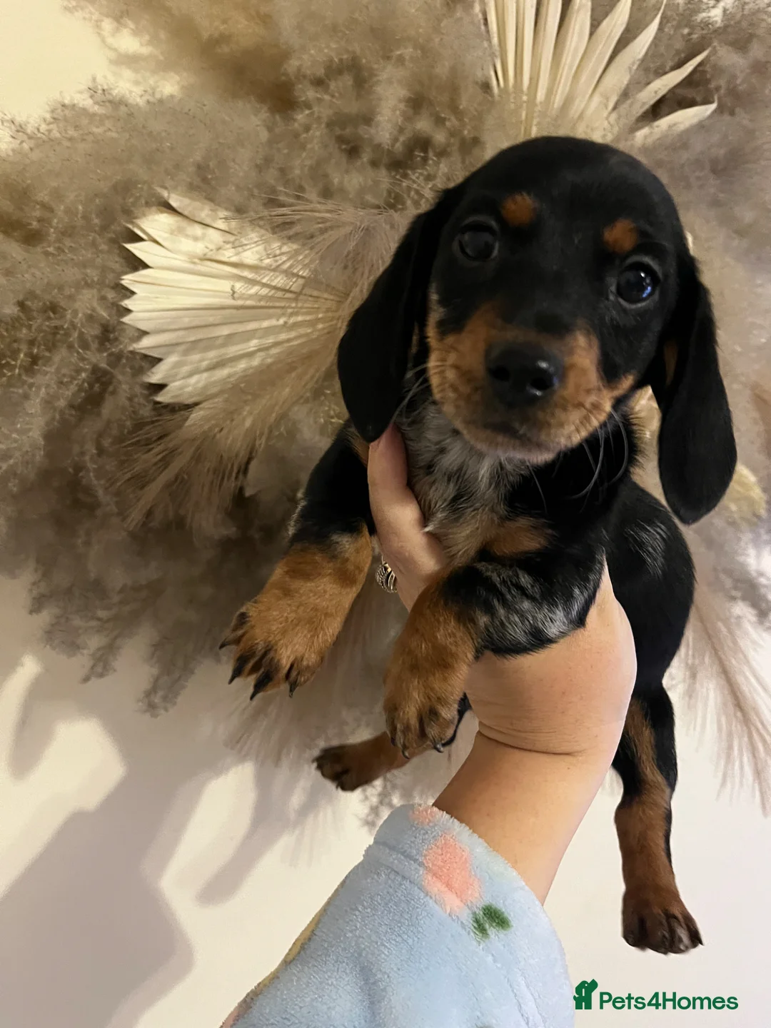 Miniature Dachshund dogs for sale: Miniature dachshunds one girl left - Advert 1