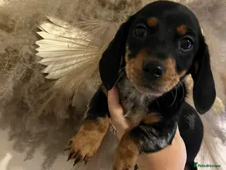 Miniature Dachshund dogs Miniature dachshunds one girl left - Advert 16