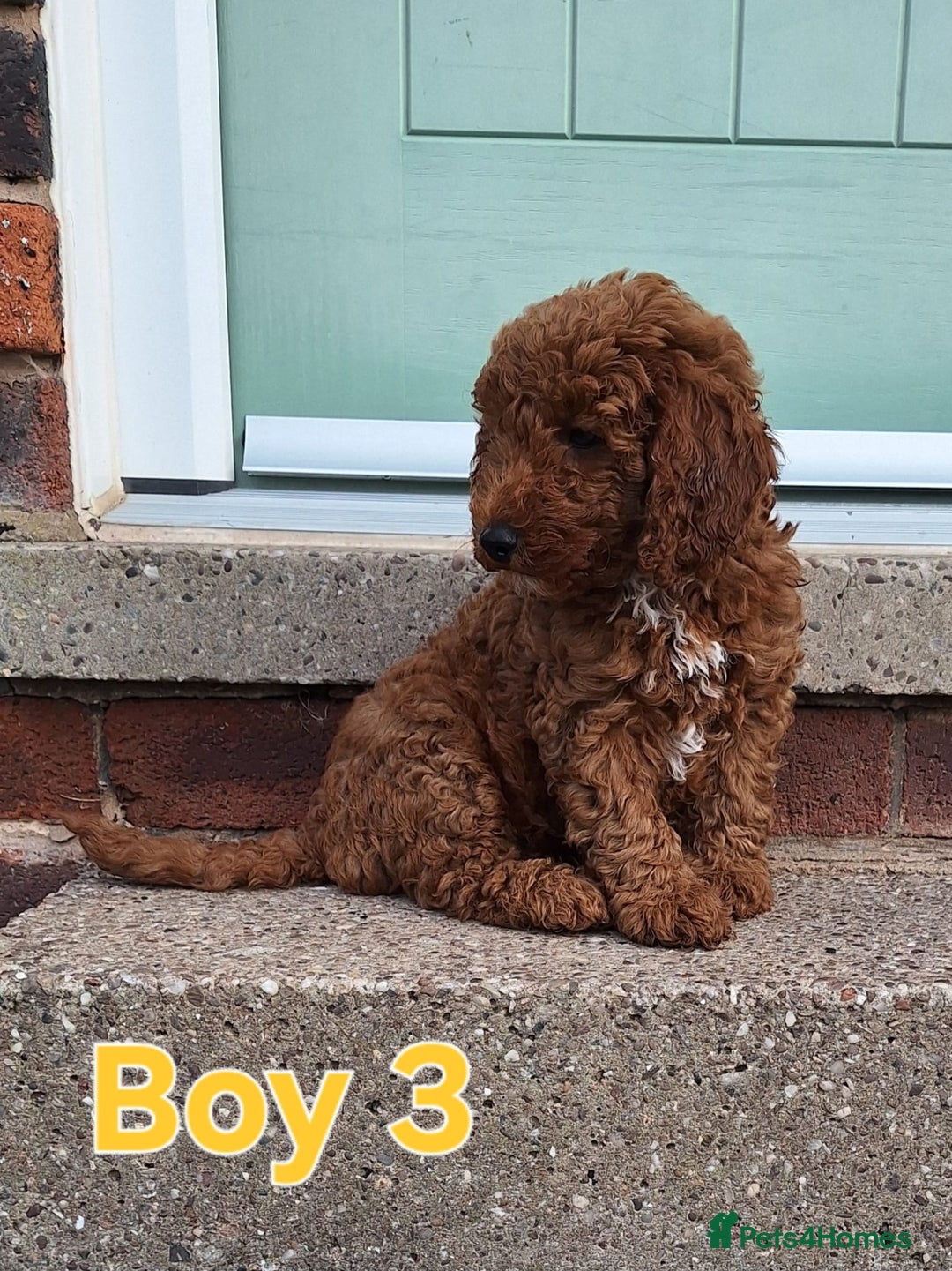 Cockapoo dogs for sale: READY NOW: 2x F1b curly red cockapoo boys - Image 6
