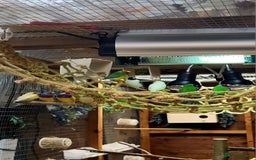 Finches birds for sale: Gouldian finches pairs  - Image 8