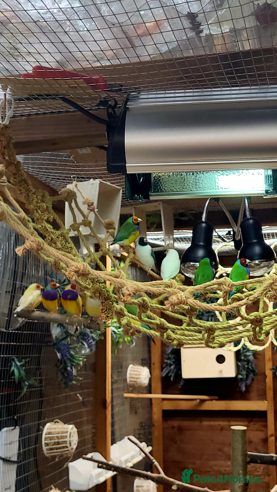 Finches birds for sale: Gouldian finches pairs  - Image 8