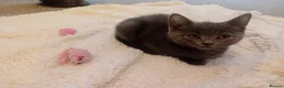 Russian Blue cats for sale: Russian blue Scottish fold mix stunning breed  - Advert 19