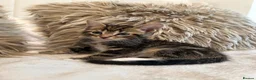 Mixed Breed cats for sale: Blue bengal kittens 🐈‍⬛🏠 - Advert 4