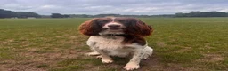 English Springer Spaniel dogs for stud: Balder  - Advert 2