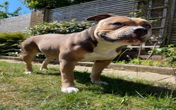 American Bully dogs for sale: Female pocket bully for rehoming - Image 2