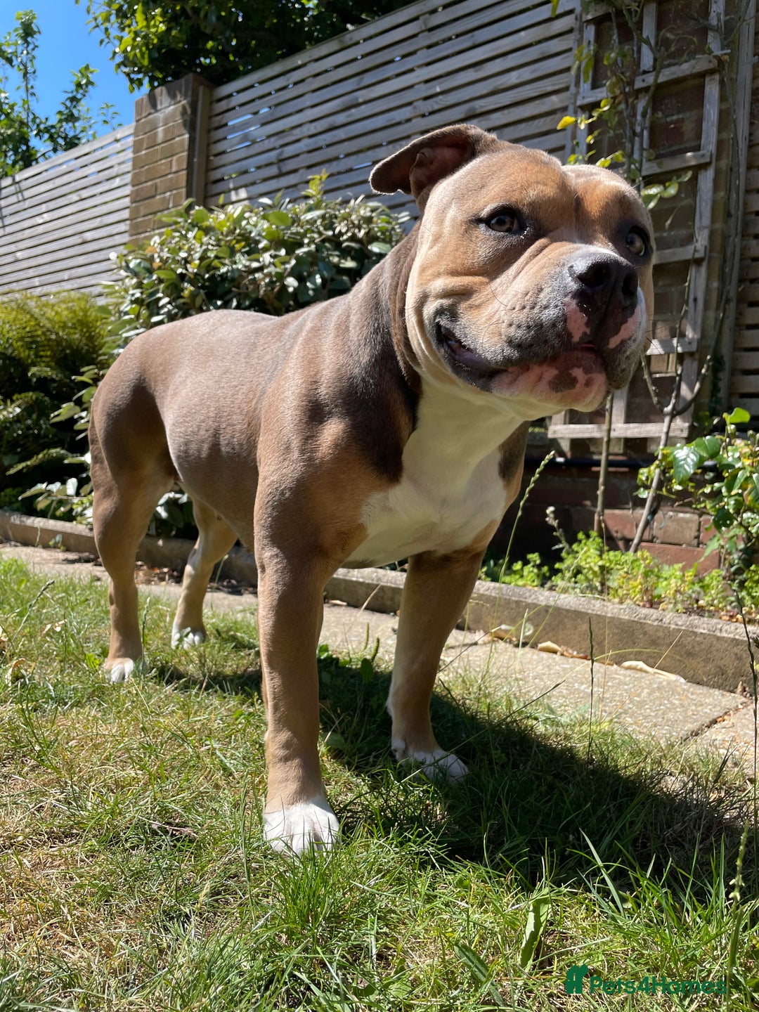 American Bully dogs for sale: Female pocket bully for rehoming - Image 2