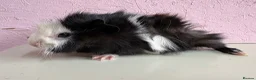 Guinea Pig rodents for sale: Gorgeous pair of baby piggies  - Advert 4