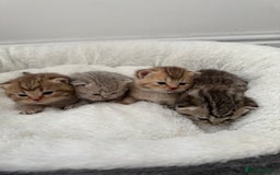 British Shorthair cats for sale: British shorthair kittens  - Image 19
