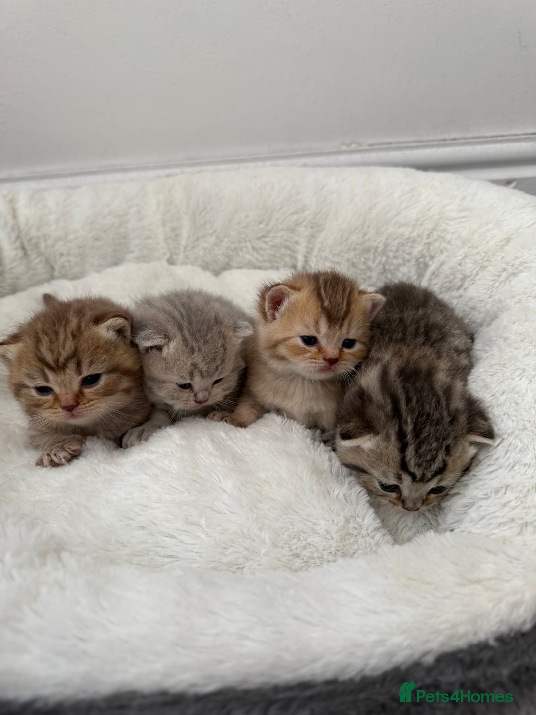 British Shorthair cats for sale: British shorthair kittens  - Image 19