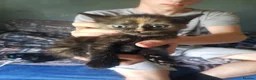 Mixed Breed cats for sale: Male and female kittens - Advert 6