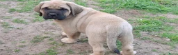 Mastiff dogs for sale: Mastiff puppies  in Galashiels - Advert 5