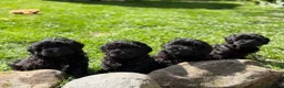 Mixed Breed dogs for sale: Gorgeous zuchon x toy poodle ready now - Advert 1