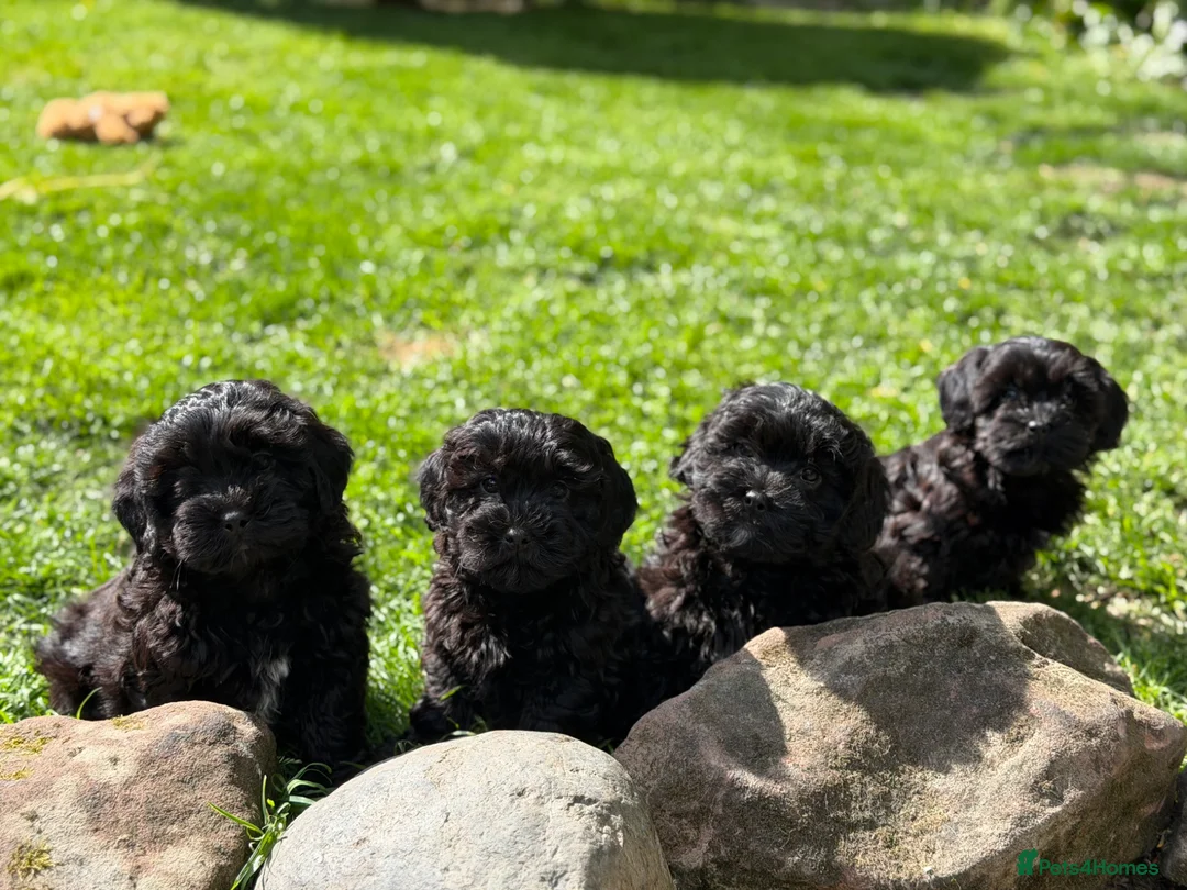 Mixed Breed dogs for sale: Gorgeous zuchon x toy poodle ready now - Advert 1