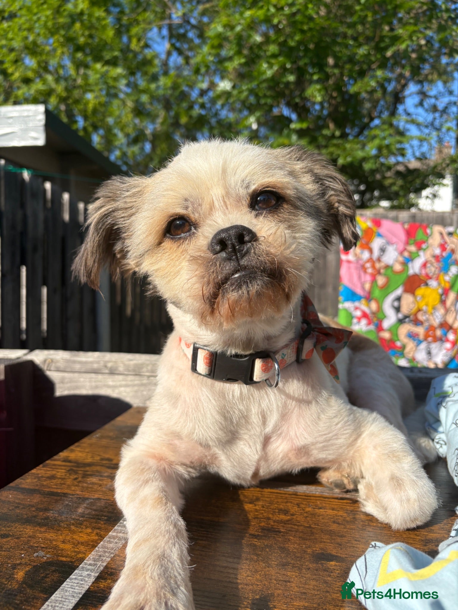 Malshi dogs mixed breed- shih tzu x maltese - Advert 3
